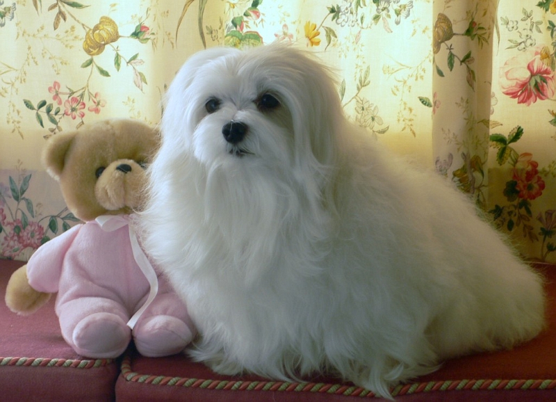 Snowdrop the Maltese 04.jpg